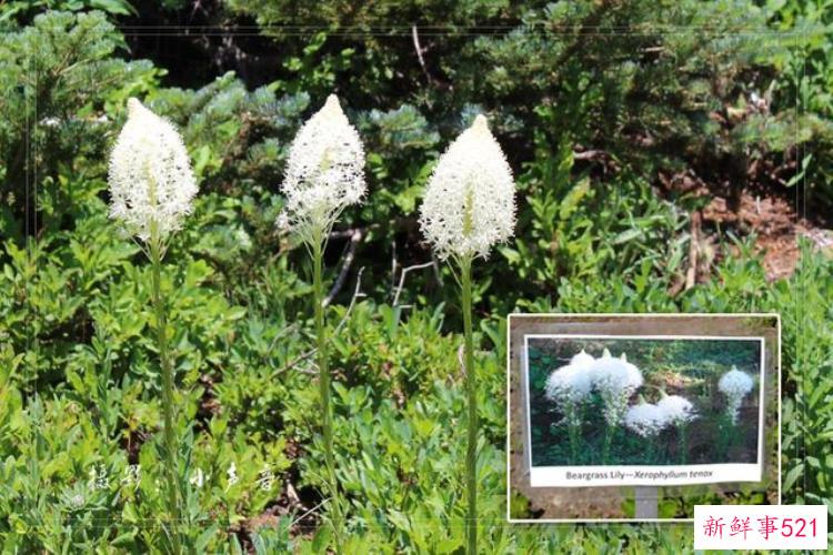 美国西雅图雷尼尔雪山「西雅图雷尼尔雪山火山踏花行」