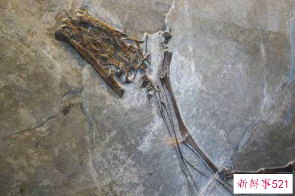 长颈龙-古代爬行动物(长达12米-脖子占身体的一半)