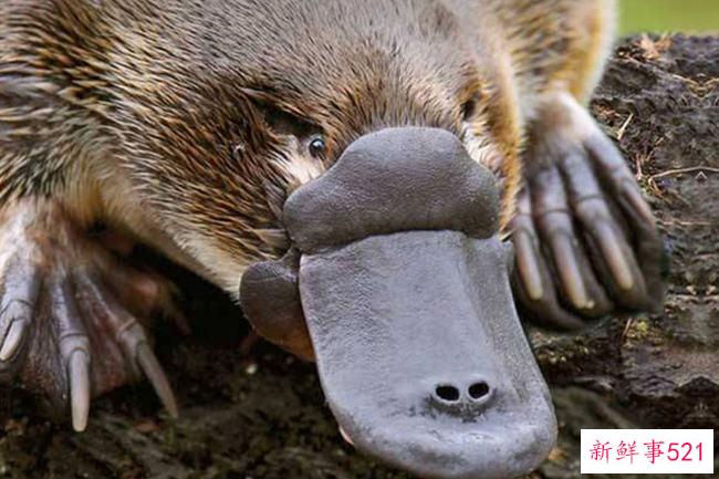 郝汉鸟是什么动物？为什么飞鼠被称为郝汉鸟(有飞膜的飞鼠)