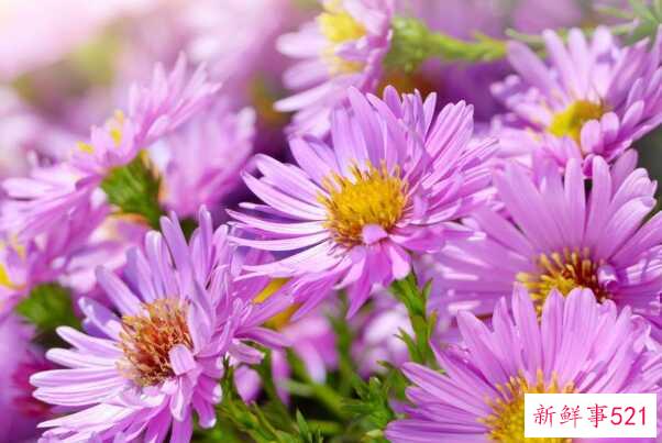 雪山上盛开的花有哪些？资源濒危植物雪莲耐寒(高45厘米)