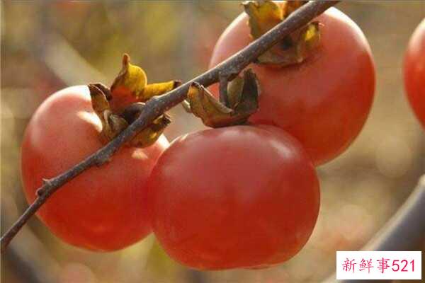 柿子可以放冰箱吗 柿子怎么保存