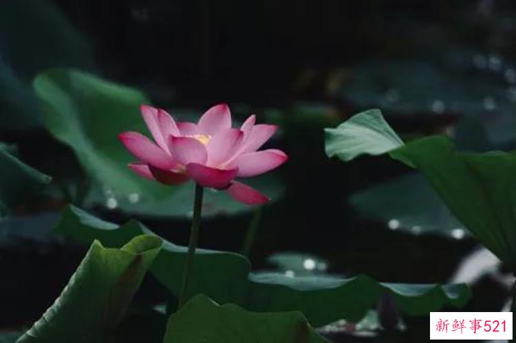 绅士领域里世界是什么，以平静的心看世界