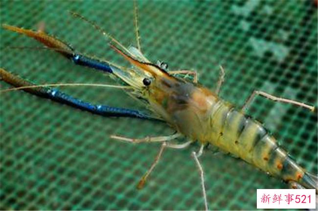 世界上最大的单一岛国-印度尼西亚(拥有最大的群岛)