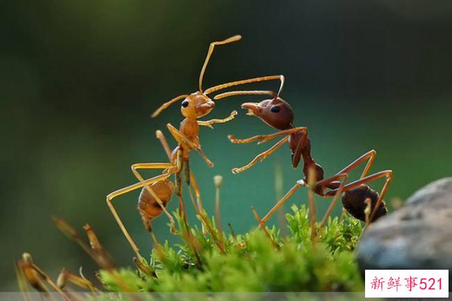 蚂蚁文明吗？蚂蚁能感知人类文明吗(没有媒介)