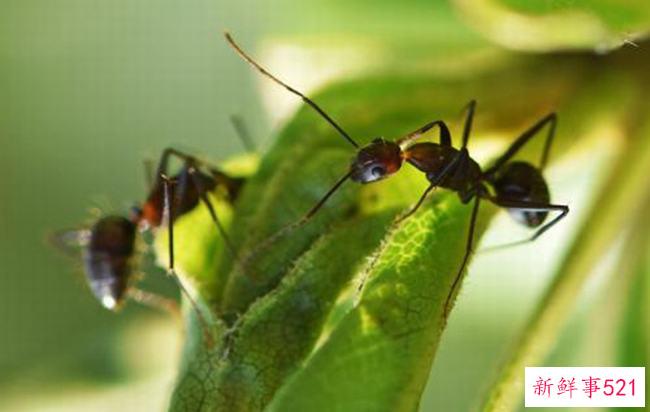 蚂蚁文明吗？蚂蚁能感知人类文明吗(没有媒介)