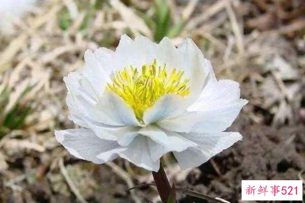 雪山上盛开的花有哪些？资源濒危植物雪莲耐寒(高45厘米)