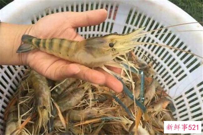 世界上最大的单一岛国-印度尼西亚(拥有最大的群岛)