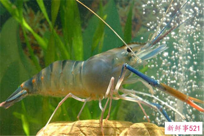 世界上最大的单一岛国-印度尼西亚(拥有最大的群岛)