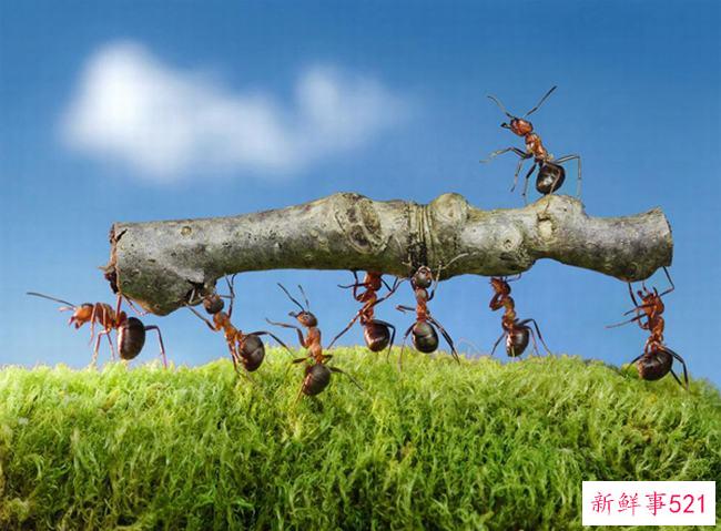 蚂蚁文明吗？蚂蚁能感知人类文明吗(没有媒介)
