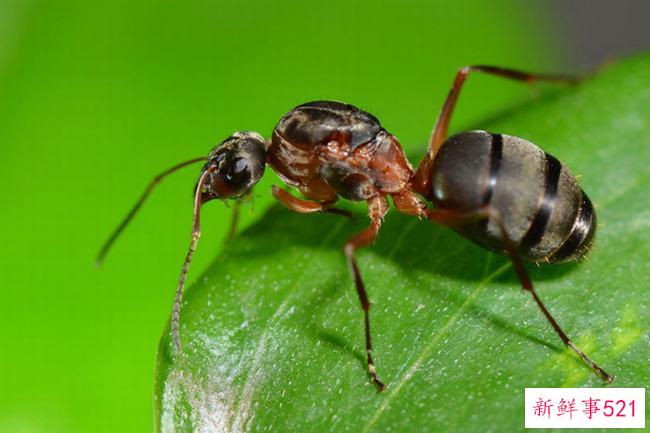 蚂蚁文明吗？蚂蚁能感知人类文明吗(没有媒介)