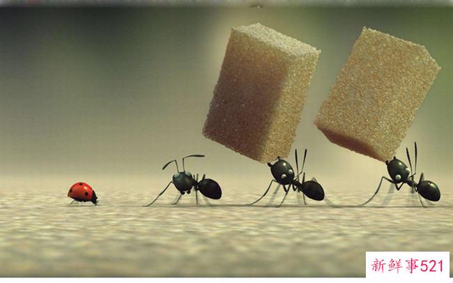 蚂蚁文明吗？蚂蚁能感知人类文明吗(没有媒介)