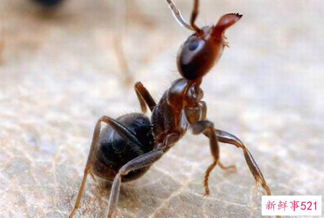 蚂蚁文明吗？蚂蚁能感知人类文明吗(没有媒介)