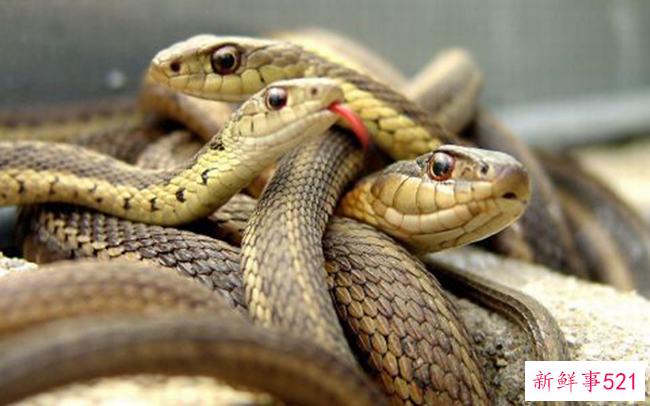 为冰川举行人类葬礼？不仅是为了冰川葬礼 也是为了你自己