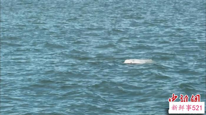 潮州市三百门港附近海域发现中华白海豚。　广东海警 供图
