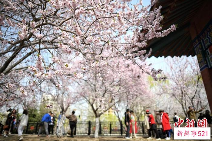 推进文旅商融合 第32届天津运河桃花文化商贸旅游节开幕