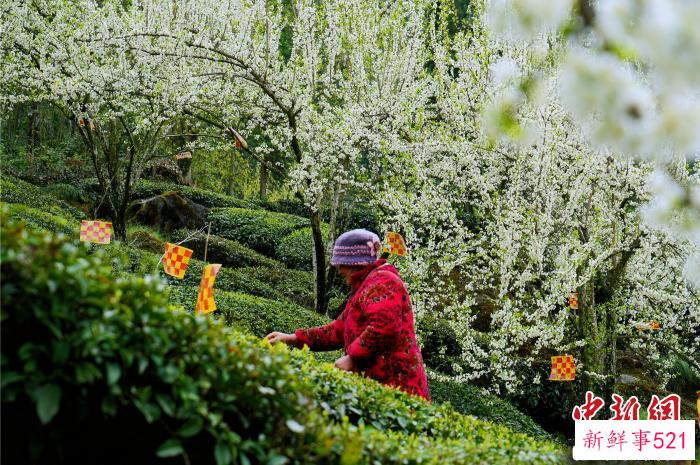 五峰当地茶农在茶园里采摘春茶 董晓斌 摄