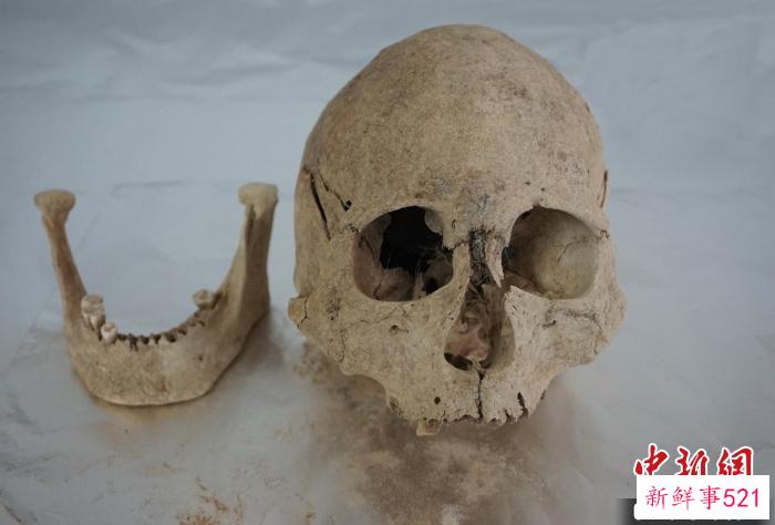 来自青藏高原东北部共和盆地宗日遗址、距今约4500年的头骨和下颌骨。　中科院古脊椎所 供图