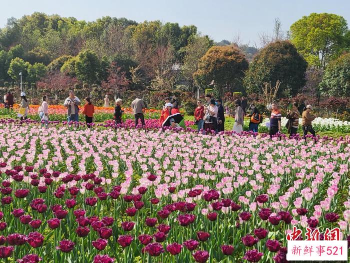 游客在湖南省植物园的郁金香花海拍照打卡。　唐小晴 摄