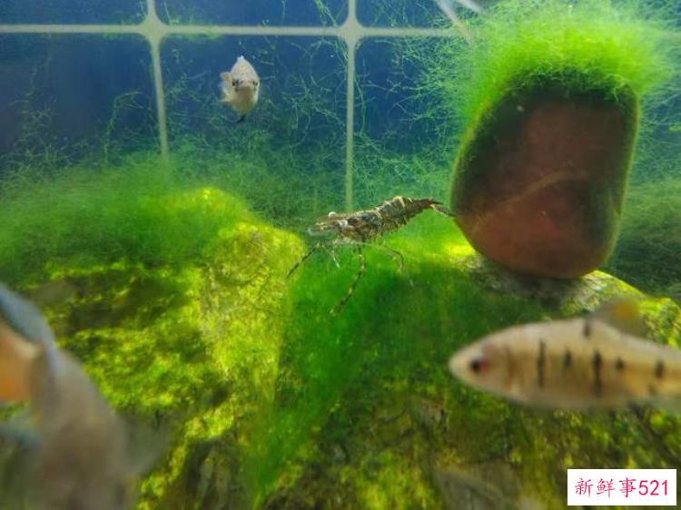 大眼贼虾对草缸的危害，虾虎鱼可以和大眼贼一起养吗