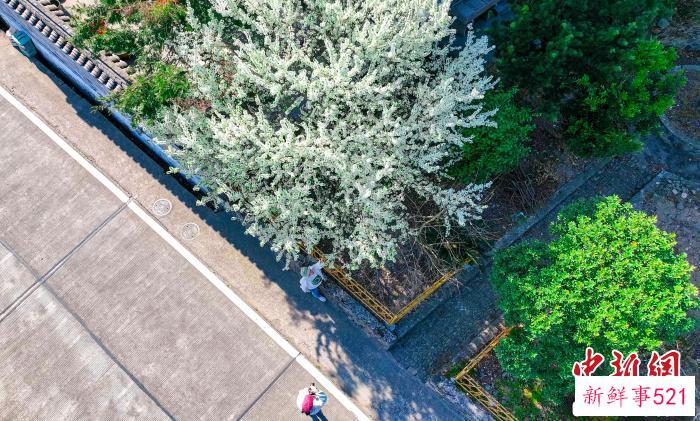 儒雅洋村梨树。　吴敏勇 摄