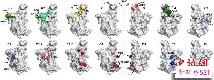 进展4：介导免疫逃逸的新冠病毒受体结合域突变位点的预测。　进展完成团队 供图