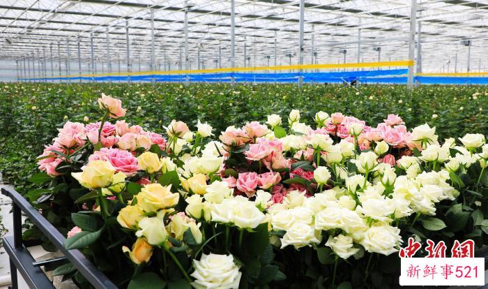 图为百益亿农国际鲜花港内部实况。(资料图) 临夏市融媒体中心供图