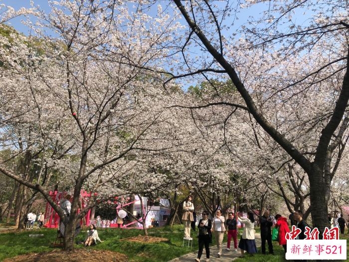 湖北启动“相约春天赏樱花”系列文旅活动，游客在东湖樱花园赏花 梁婷 摄