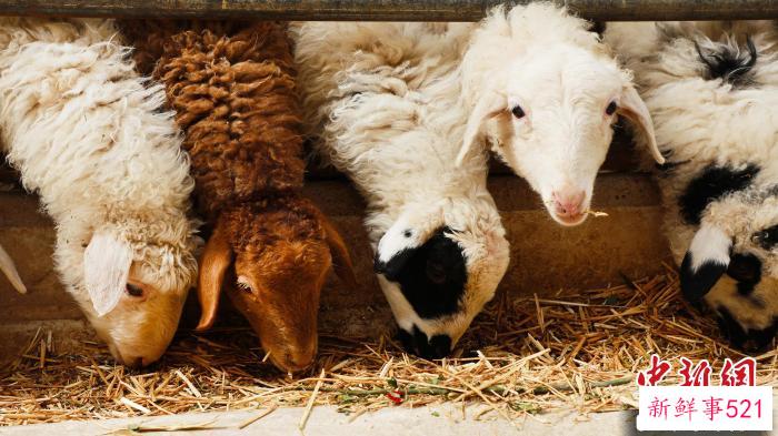 图为“玫瑰羊”。　临夏市融媒体中心供图