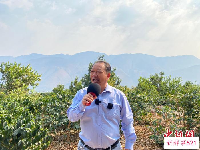 图为新寨村党总支书记王加维介绍咖啡产业发展情况。　陈静 摄