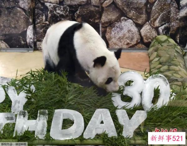 最萌“华二代”要回家啦