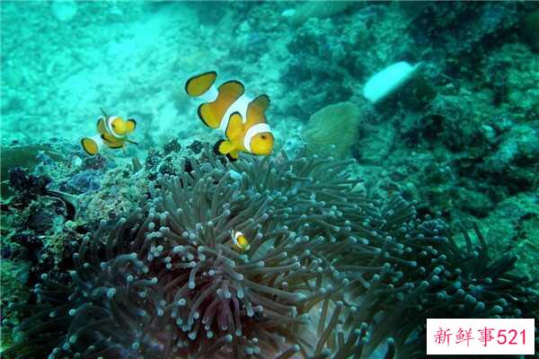 鹅蛋不能和什么一起吃？吃鹅蛋要注意什么？