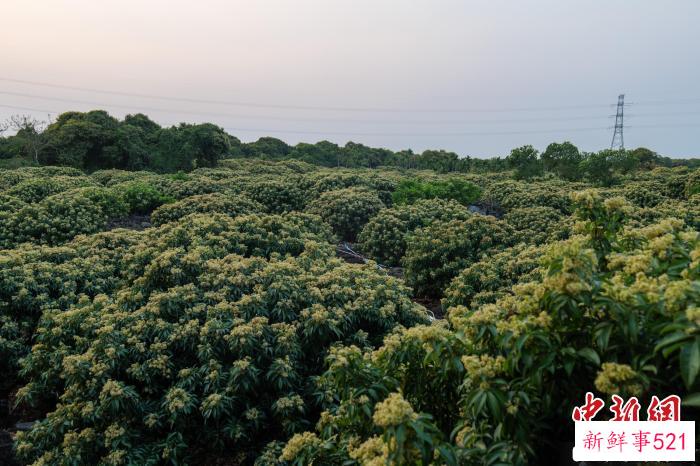 海口永兴镇农村成片荔枝花竞相怒放。　凌楠 摄