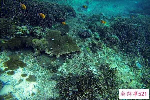 鹅蛋不能和什么一起吃？吃鹅蛋要注意什么？