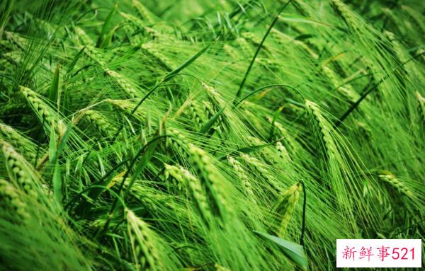 青稞和小麦的区别在于小麦芒的长度不同(小穗数不同)