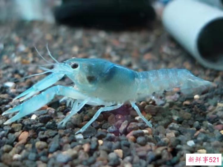 大眼贼虾对草缸的危害，虾虎鱼可以和大眼贼一起养吗