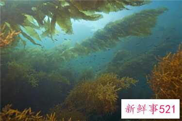 鹅蛋不能和什么一起吃？吃鹅蛋要注意什么？