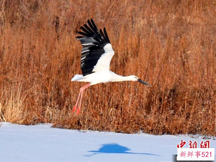 东方白鹳现身吉林天桥岭林区 天桥岭林业局供图