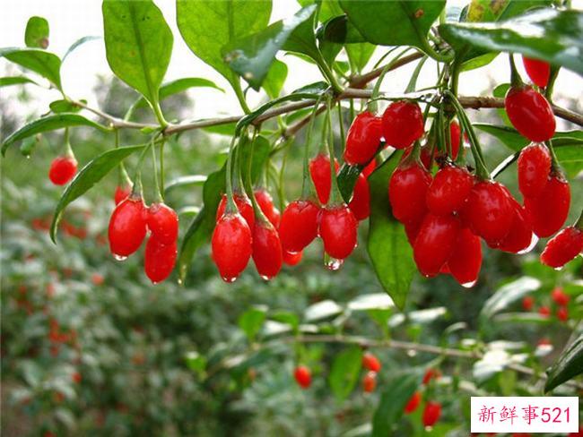 不能吃枸杞的枸杞比较滋补 身体有炎症的人不能吃