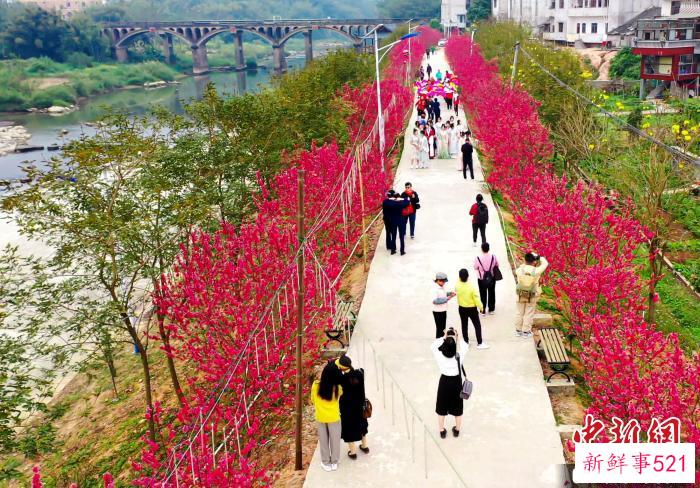 在广西玉林市容县杨梅镇杨梅街村，梅江河畔景观步道上桃花争艳。　谢德桐 摄