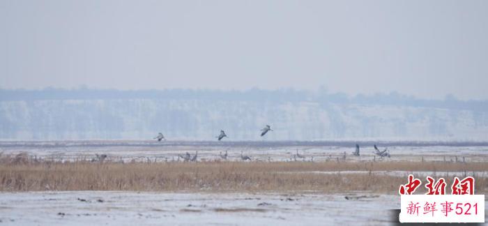 湿地中的灰鹤。　潘晟昱 摄