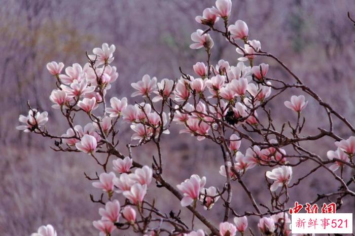 别再光说happy birthday了，学学古人如何祝寿呗！