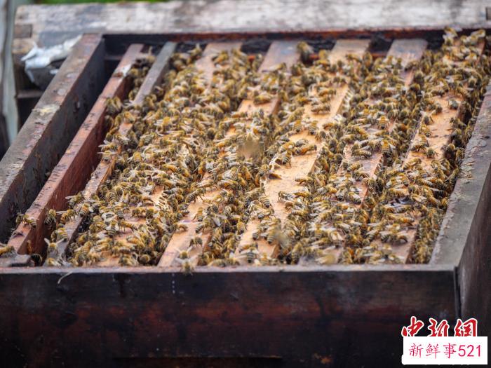 蜜蜂在蜂箱活动。　凌楠 摄