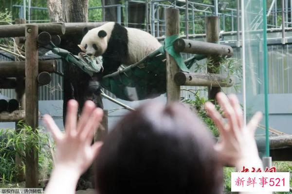 最萌“华二代”要回家啦