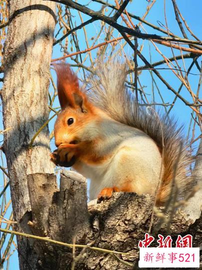 松鼠在可克达拉市“安家”。(资料图) 新疆兵团第四师可克达拉市融媒体中心供图