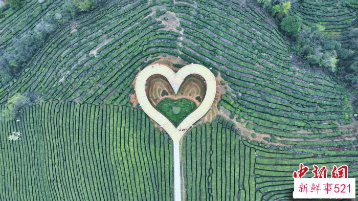 五峰近年来坚持走“茶文旅”融合发展之路 周星亮 摄