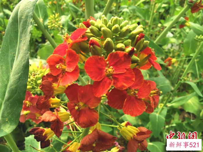 付东辉团队培养出的彩色油菜花(中国红)。　熊锦阳 摄