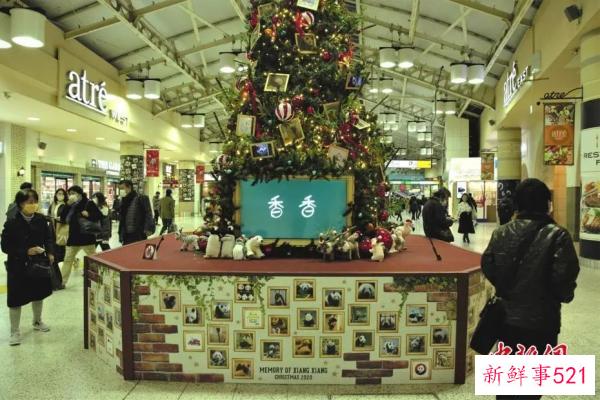 最萌“华二代”要回家啦