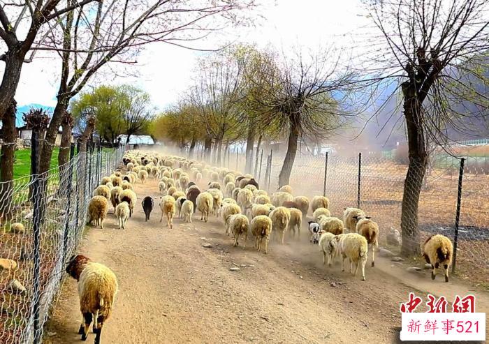 西藏米林：特色种养殖助推乡村振兴