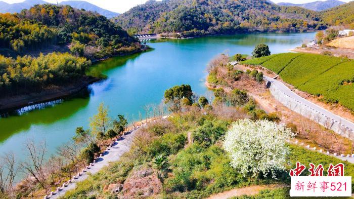 九龙湖梨树。　岑思懿 摄