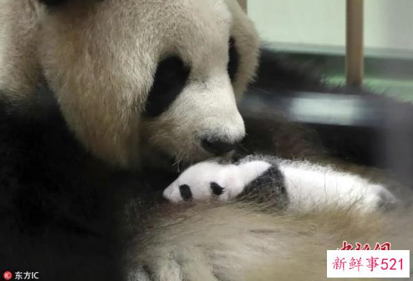 最萌“华二代”要回家啦